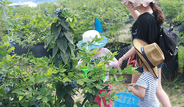 四川藍(lán)莓無(wú)土盆栽基地