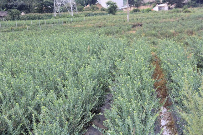 西昌挖斷山藍(lán)莓種植基地