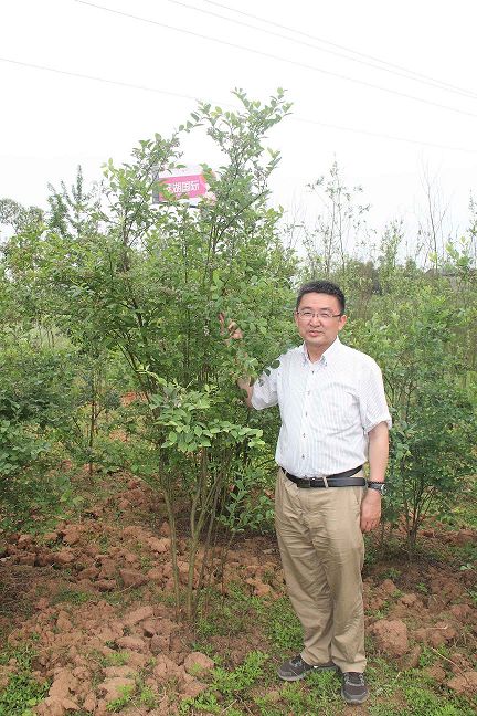 重慶大足藍(lán)莓種苗基地