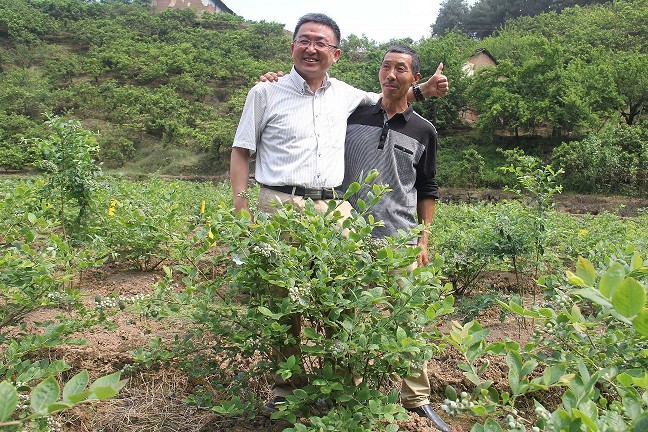 重慶璧山藍(lán)莓種植基地