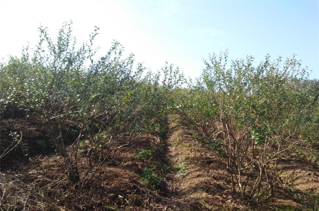 廣安市武勝縣藍(lán)莓種植基地